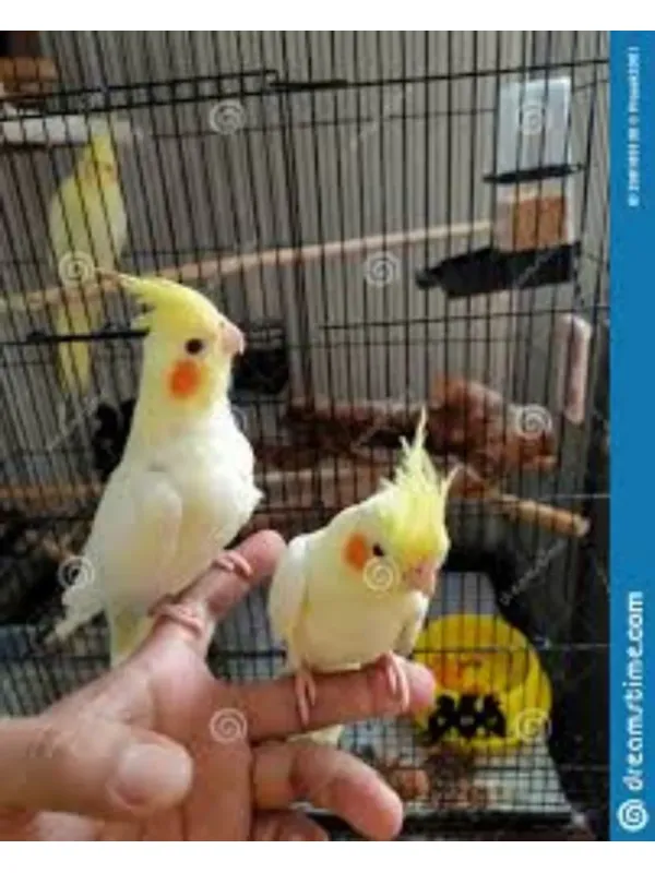 Cocktail breeding pair