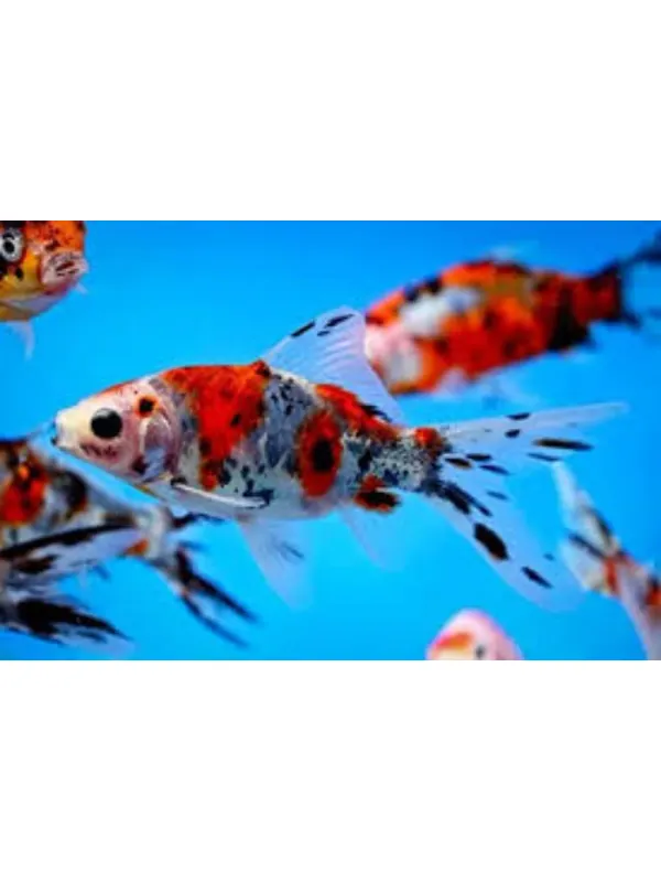 Sk gold fish