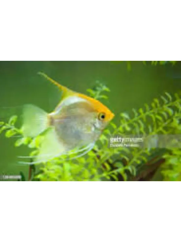 Angel fish