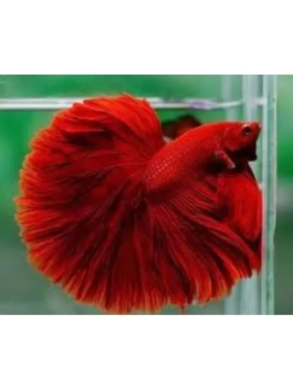 IMPORTED BETTA ( fighting fish)