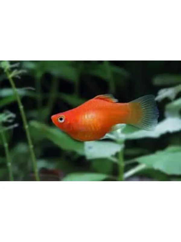 Balloon molly fish
