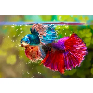 Betta fish