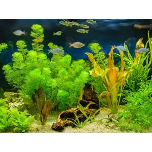 Aquarium plants