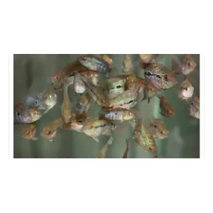 FLOWERHORN BABIES