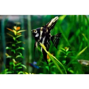 ANGEL FISH (MEDIUM SIZE