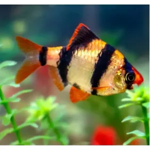Tiger barb