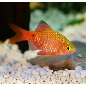 ROSY BARB