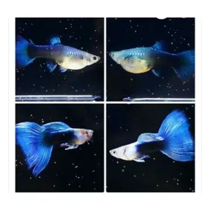 HB BLUE GUPPY PAIRS
