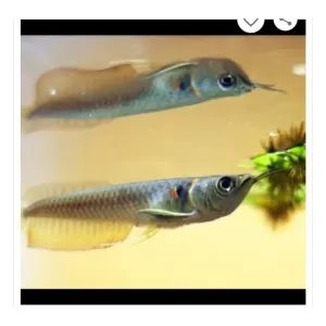 SILVER AROWNA (4+ INCHES)