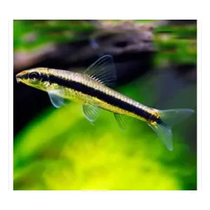 SIAMESE ALGAE EATER