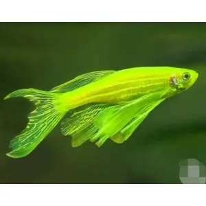 VAIL TAIL ZEBRA fish