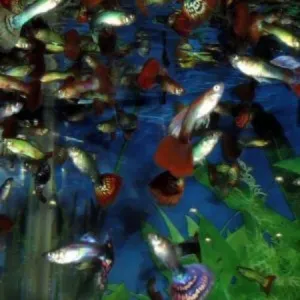 Packet guppies 50 pieces