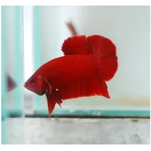 RED BETTA PAIRS