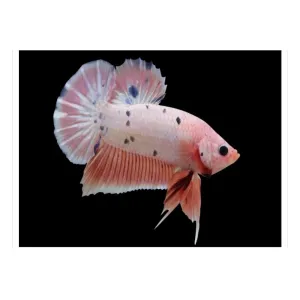 FANCY PLAKAT MALE [PREMIUM