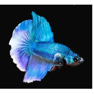 Half moon betta fish