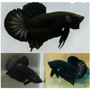 JET BLACK MALE PLAKAT PAIRS