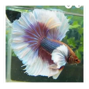 DUMBO EAR MALE BETTA