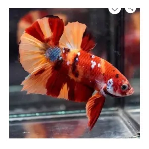 NEMO CANDY PAIRS