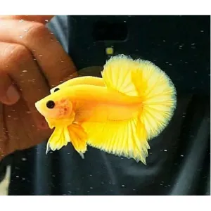 YELLOW plakat betta pairs