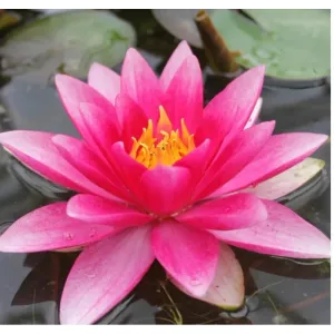 PINK LILY PLANTS