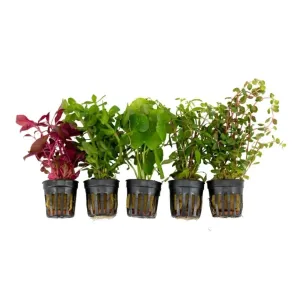 BASKET PLANTS 🪴