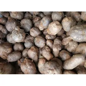 കൂർക്ക 500gm