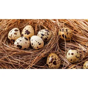 Kada egg (set) 