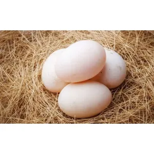 Duck egg (per one) 