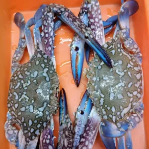 BLUE SWIMMING CRAB KADAL NANDU (நீல நிற கடல் நண்டு)