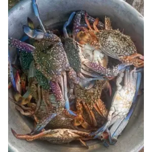 BLUE SWIMMING CRAB (MIXED)/ KADAL NANDU (நீல நிற கடல் நண்டு)