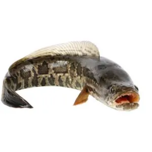 KUMKI VIRAL FISH(வளர்ப்பு விரால் மீன்)