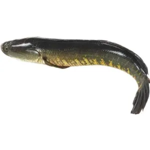 Viralmeen