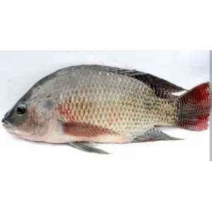 KARIMEEN /TILAPIA(FRESH WATER) / JILABI / ஜிலேபி கெண்டை