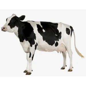 மாட்டு தீவனங்கள் 