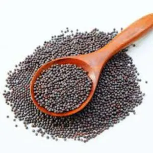 Black Mustard / Kalo Sorse