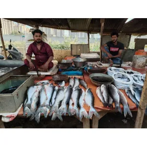 Fresh Fishes 