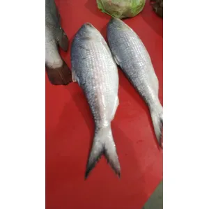 Hilsa