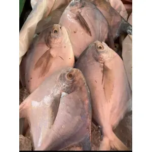 White pomfret