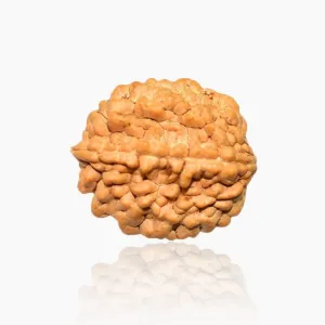 Panchmukhi Rudraksh