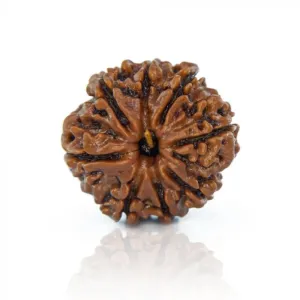 Panchmukhi Rudraksh