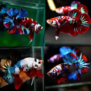PREMIUM BETTA COLLECTION 💫💯