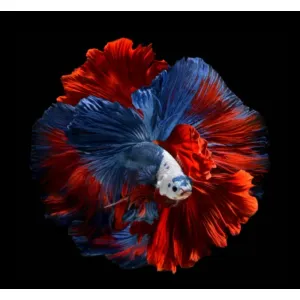 BETTA FISH'S 