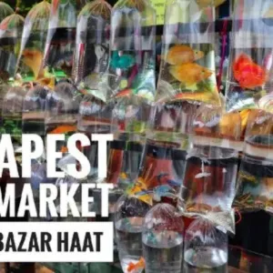 POCKET FISHES(WE ARE THE FIRST POCKET FISH SELLER IN ONLINE )