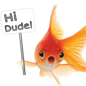 LIVE FISH'S 