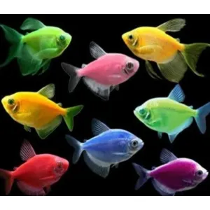 10 PIECE MIXED COLOUR WIDOW TETRA ( medium & big SIZE )