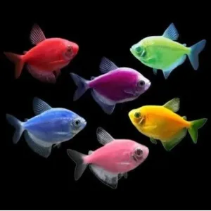 5 COLOR GLO WIDOW COMBO big size 10 PIECES