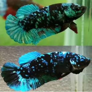 AVATAR PLAKAT female