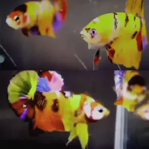 MULTI COLOR GLO BETTA PAIRS (MALE , FEMALE ) TOP QUALITY 