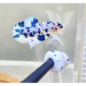 MARBAL BLUE DOTS 💙 🤍 EXOTIC COLLECTION FROM THAILAND 🇹🇭 