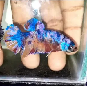 GAINT BETTA PAIR